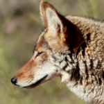 Coyote Coyote